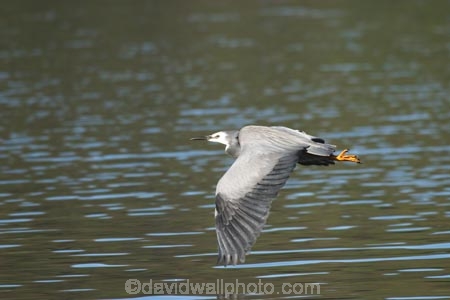 animal;animals;Ardea-novaehollandiae;bird;bird-watcher;bird-watchers;birds;birdwatcher;birdwatchers;birdwatching;estuaries;estuary;fauna;feather;feathered;feathers;flies;fly;flying;graceful;gray;grey;herons;native;natives;natural;nature;New-Zealand;South-Island;watcher;water;wetland;wetlands;white;white-faced-heron;White_faced-Heron;whitefaced-heron;wildlife