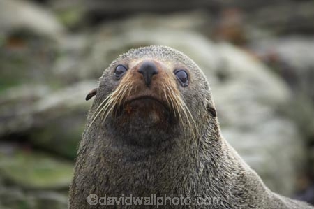 acquatic;Arctocephalus-forsteri;coastline;external-ears;fur;kaikoura;mammal;mammals;marine;marlborough;native;natural-history;nature;new-zealand;nz;ocean;pointy-nose;sea;seal;seals;snout;south-island;water;whiskers;wildife