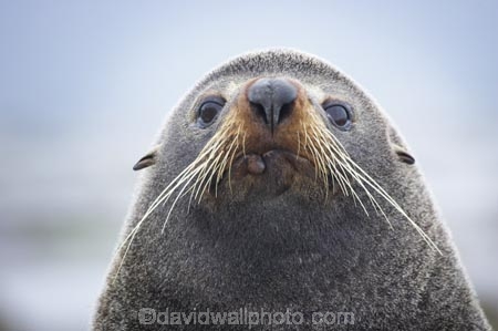 acquatic;Arctocephalus-forsteri;coastline;external-ears;fur;kaikoura;mammal;mammals;marine;marlborough;native;natural-history;nature;new-zealand;nz;ocean;pointy-nose;sea;seal;seals;snout;south-island;water;whiskers;wildife