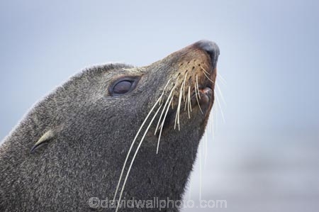 acquatic;Arctocephalus-forsteri;coastline;external-ears;fur;kaikoura;mammal;mammals;marine;marlborough;native;natural-history;nature;new-zealand;nz;ocean;pointy-nose;sea;seal;seals;snout;south-island;water;whiskers;wildife