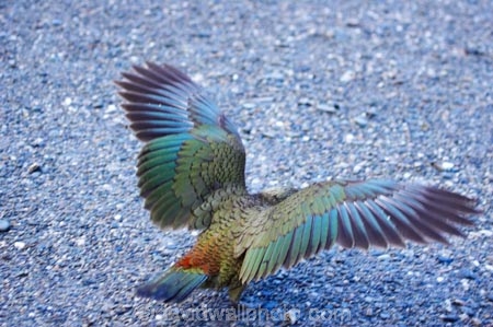 adolescent;alpine-parrot;alpine-parrots;Animal;Animals;beak;beaks;bird;birds;cheeky;fauna;feather;feathers;Franz-Josef-Glacier;indigenous;juvenile;Kea;keas;native;natives;natural;Nature;nestor-notabilis;New-Zealand;New-Zealand-Alpine-Parrot;orange-feathers;Ornithology;parrot;parrots;South-Island;South-West-New-Zealand-World-He;southern-alps;Te-Poutini-National-Park;Te-Wahipounamu;West-Coast;westland;Westland-National-Park;Wild;wildlife