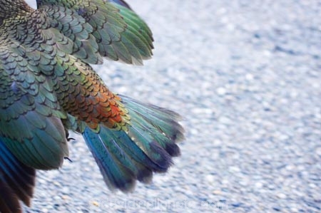 adolescent;alpine-parrot;alpine-parrots;Animal;Animals;beak;beaks;bird;birds;cheeky;fauna;feather;feathers;Franz-Josef-Glacier;indigenous;juvenile;Kea;keas;native;natives;natural;Nature;nestor-notabilis;New-Zealand;New-Zealand-Alpine-Parrot;orange-feathers;Ornithology;parrot;parrots;South-Island;South-West-New-Zealand-World-He;southern-alps;Te-Poutini-National-Park;Te-Wahipounamu;West-Coast;westland;Westland-National-Park;Wild;wildlife