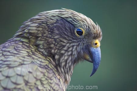 adolescent;alpine-parrot;alpine-parrots;Animal;Animals;beak;beaks;bird;birds;cheeky;fauna;feather;feathers;Franz-Josef-Glacier;indigenous;juvenile;Kea;keas;native;natives;natural;Nature;nestor-notabilis;New-Zealand;New-Zealand-Alpine-Parrot;Ornithology;parrot;parrots;South-Island;South-West-New-Zealand-World-He;southern-alps;Te-Poutini-National-Park;Te-Wahipounamu;West-Coast;westland;Westland-National-Park;Wild;wildlife