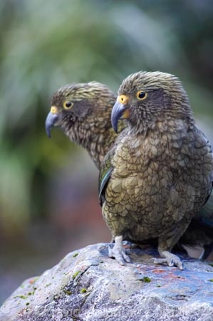 adolescent;adolescents;alpine-parrot;alpine-parrots;Animal;Animals;beak;beaks;bird;birds;cheeky;fauna;feather;feathers;Franz-Josef-Glacier;indigenous;juvenile;juveniles;Kea;keas;native;natives;natural;Nature;nestor-notabilis;New-Zealand;New-Zealand-Alpine-Parrot;Ornithology;pair;parrot;parrots;South-Island;South-West-New-Zealand-World-He;southern-alps;Te-Poutini-National-Park;Te-Wahipounamu;two;West-Coast;westland;Westland-National-Park;Wild;wildlife