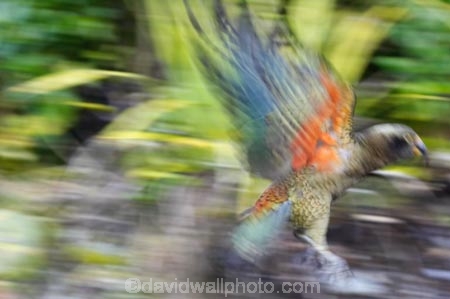 adolescent;alpine-parrot;alpine-parrots;Animal;Animals;beak;beaks;bird;birds;cheeky;fauna;feather;feathers;Franz-Josef-Glacier;indigenous;juvenile;Kea;keas;native;natives;natural;Nature;nestor-notabilis;New-Zealand;New-Zealand-Alpine-Parrot;orange-feathers;Ornithology;parrot;parrots;South-Island;South-West-New-Zealand-World-He;southern-alps;Te-Poutini-National-Park;Te-Wahipounamu;West-Coast;westland;Westland-National-Park;Wild;wildlife
