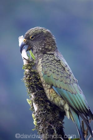 adolescent;alpine-parrot;alpine-parrots;Animal;Animals;beak;beaks;bird;birds;bite;bites;biting;cheeky;fauna;feather;feathers;Franz-Josef-Glacier;indigenous;juvenile;Kea;keas;native;natives;natural;Nature;nestor-notabilis;New-Zealand;New-Zealand-Alpine-Parrot;Ornithology;parrot;parrots;South-Island;South-West-New-Zealand-World-He;southern-alps;Te-Poutini-National-Park;Te-Wahipounamu;tree;West-Coast;westland;Westland-National-Park;Wild;wildlife