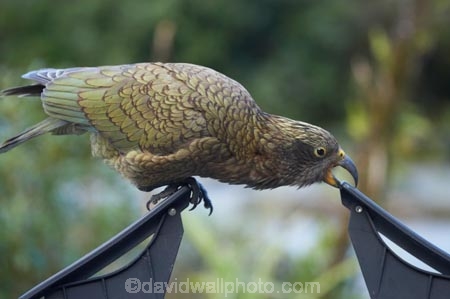 alpine-parrot;alpine-parrots;Animal;Animals;beak;beaks;bird;birds;bite;bites;biting;break;canoe-rack;canoe-racks;car;cars;cheeky;damage;damaging;fauna;feather;feathers;Franz-Josef-Glacier;indigenous;kayak-rack;kayak-racks;Kea;keas;native;natives;natural;Nature;nestor-notabilis;New-Zealand;New-Zealand-Alpine-Parrot;Ornithology;parrot;parrots;roof-rack;roof-racks;rubber;South-Island;South-West-New-Zealand-World-He;southern-alps;Te-Poutini-National-Park;Te-Wahipounamu;vehicle;vehicles;West-Coast;westland;Westland-National-Park;Wild;wildlife