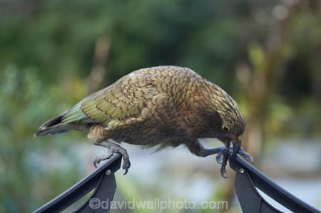 alpine-parrot;alpine-parrots;Animal;Animals;beak;beaks;bird;birds;bite;bites;biting;break;canoe-rack;canoe-racks;car;cars;cheeky;damage;damaging;fauna;feather;feathers;Franz-Josef-Glacier;indigenous;kayak-rack;kayak-racks;Kea;keas;native;natives;natural;Nature;nestor-notabilis;New-Zealand;New-Zealand-Alpine-Parrot;Ornithology;parrot;parrots;roof-rack;roof-racks;rubber;South-Island;South-West-New-Zealand-World-He;southern-alps;Te-Poutini-National-Park;Te-Wahipounamu;vehicle;vehicles;West-Coast;westland;Westland-National-Park;Wild;wildlife