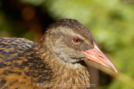 Animal;animals;Avian;Beak;Bird;bird-watching;bird_watching;birds;eco-tourism;eco_tourism;ecotourism;Fauna;Feather;Gallirallus-australis;Kahurangi-National-Park;Karamea;national-park;national-parks;Natural;Nature;New-Zealand;Oparara-Basin;Ornithology;South-Island;Weka;wekas;West-Coast;Westland;wild;Wildlife;Wing