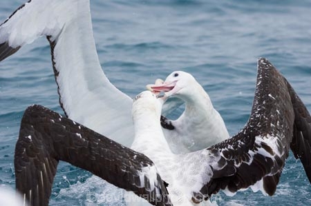 animal;animals;aquatic-bird;aquatic-birds;beak;beaks;bill;bills;bird;bird-watching;bird_watching;birds;coast;coastal;coasts;Diomedea;Diomedea-gibsoni;eco-tourism;eco_tourism;ecotourism;feather;feathers;Gibsons-Albatross;Gibsons-Albatrosses;Gibsons-Albatross;Gibsons-Albatrosses;kaikoura;marine;marine-bird;marine-birds;marinebird;marinebirds;marlborough;natural-history;nature;new-zealand;ocean;oceans;ornithology;pacific-ocean;sea;sea-bird;sea-birds;seabird;seabirds;shores;south-island;Wandering-Albatross;Wandering-Albatrosses;water-bird;water-birds;waterbird;waterbirds;wildlife