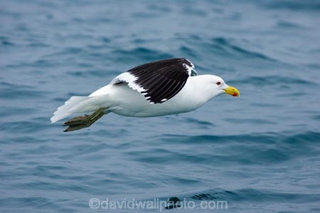 animal;animals;aquatic-bird;aquatic-birds;beak;beaks;bill;bills;bird;bird-watching;bird_watching;birds;Black_backed-Gull;Black_backed-Gulls;coast;coastal;coasts;eco-tourism;eco_tourism;ecotourism;feather;feathers;fly;flying;gull;gulls;kaikoura;Karoro;Larus-dominicanus;marine;marine-bird;marine-birds;marinebird;marinebirds;marlborough;natural-history;nature;new-zealand;ocean;oceans;ornithology;pacific-ocean;sea;sea-bird;sea-birds;seabird;seabirds;seagull;seagulls;shores;south-island;water-bird;water-birds;waterbird;waterbirds;wildlife