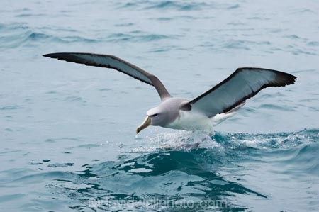 albatross;albatrosses;animal;animals;aquatic-bird;aquatic-birds;beak;beaks;bill;bills;bird;bird-watching;bird_watching;birds;coast;coastal;coasts;diomedea-cauta;diomedea-cauta-salvini;eco-tourism;eco_tourism;ecotourism;feather;feathers;kaikoura;marine;marine-bird;marine-birds;marinebird;marinebirds;marlborough;mollymawk;mollymawks;natural-history;nature;new-zealand;ocean;oceans;ornithology;pacific-ocean;salvins-albatross;salvins-albatrosses;salvins-mollymawk;salvins-mollymawks;salvini;salvins-albatross;salvins-albatrosses;salvins-mollymawk;salvins-mollymawks;sea;sea-bird;sea-birds;seabird;seabirds;shores;shy-albatross;shy-albatrosses;shy-mollymawk;shy-mollymawks;south-island;Thalassarche-cauta-salvini;Thalassarche-cauta-salvini;water-bird;water-birds;waterbird;waterbirds;wildlife