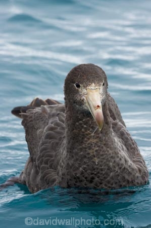 Macronectes-giganteus;animal;animals;aquatic-bird;aquatic-birds;beak;beaks;bill;bills;bird;bird-watching;bird_watching;birds;coast;coastal;coasts;eco-tourism;eco_tourism;ecotourism;feather;feathers;giant-petrel;giant-petrels;kaikoura;marine;marine-bird;marine-birds;marinebird;marinebirds;marlborough;natural-history;nature;nelly;new-zealand;northern-giant-petrel;northern-giant-petrels;ocean;oceans;ornithology;pacific-ocean;petrel;petrels;sea;sea-bird;sea-birds;seabird;seabirds;shores;south-island;water-bird;water-birds;waterbird;waterbirds;wildlife