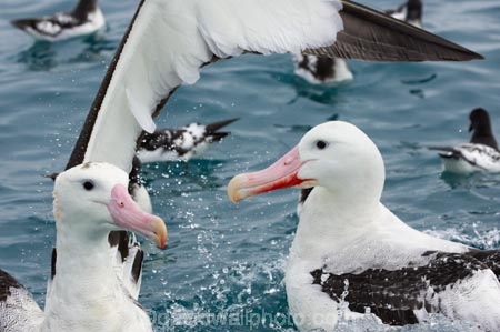animal;animals;aquatic-bird;aquatic-birds;beak;beaks;bill;bills;bird;bird-watching;bird_watching;birds;coast;coastal;coasts;Diomedea;Diomedea-gibsoni;eco-tourism;eco_tourism;ecotourism;feather;feathers;Gibsons-Albatross;Gibsons-Albatrosses;Gibsons-Albatross;Gibsons-Albatrosses;kaikoura;marine;marine-bird;marine-birds;marinebird;marinebirds;marlborough;natural-history;nature;new-zealand;ocean;oceans;ornithology;pacific-ocean;sea;sea-bird;sea-birds;seabird;seabirds;shores;south-island;Wandering-Albatross;Wandering-Albatrosses;water-bird;water-birds;waterbird;waterbirds;wildlife