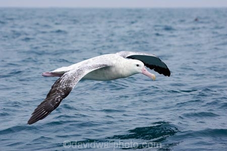 animal;animals;aquatic-bird;aquatic-birds;beak;beaks;bill;bills;bird;bird-watching;bird_watching;birds;coast;coastal;coasts;Diomedea;Diomedea-gibsoni;eco-tourism;eco_tourism;ecotourism;feather;feathers;Gibsons-Albatross;Gibsons-Albatrosses;Gibsons-Albatross;Gibsons-Albatrosses;kaikoura;marine;marine-bird;marine-birds;marinebird;marinebirds;marlborough;natural-history;nature;new-zealand;ocean;oceans;ornithology;pacific-ocean;sea;sea-bird;sea-birds;seabird;seabirds;shores;south-island;Wandering-Albatross;Wandering-Albatrosses;water-bird;water-birds;waterbird;waterbirds;wildlife
