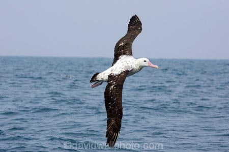 animal;animals;aquatic-bird;aquatic-birds;beak;beaks;bill;bills;bird;bird-watching;bird_watching;birds;coast;coastal;coasts;Diomedea;Diomedea-gibsoni;eco-tourism;eco_tourism;ecotourism;feather;feathers;Gibsons-Albatross;Gibsons-Albatrosses;Gibsons-Albatross;Gibsons-Albatrosses;kaikoura;marine;marine-bird;marine-birds;marinebird;marinebirds;marlborough;natural-history;nature;new-zealand;ocean;oceans;ornithology;pacific-ocean;sea;sea-bird;sea-birds;seabird;seabirds;shores;south-island;Wandering-Albatross;Wandering-Albatrosses;water-bird;water-birds;waterbird;waterbirds;wildlife