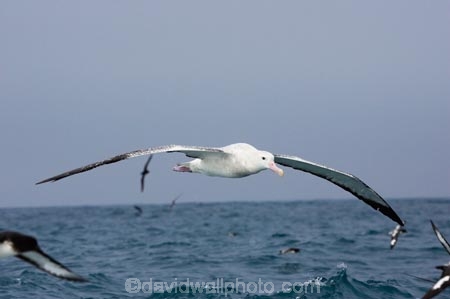 animal;animals;aquatic-bird;aquatic-birds;beak;beaks;bill;bills;bird;bird-watching;bird_watching;birds;coast;coastal;coasts;Diomedea;Diomedea-gibsoni;eco-tourism;eco_tourism;ecotourism;feather;feathers;Gibsons-Albatross;Gibsons-Albatrosses;Gibsons-Albatross;Gibsons-Albatrosses;kaikoura;marine;marine-bird;marine-birds;marinebird;marinebirds;marlborough;natural-history;nature;new-zealand;ocean;oceans;ornithology;pacific-ocean;sea;sea-bird;sea-birds;seabird;seabirds;shores;south-island;Wandering-Albatross;Wandering-Albatrosses;water-bird;water-birds;waterbird;waterbirds;wildlife