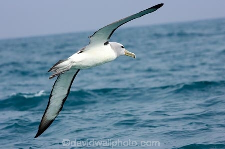 albatross;albatrosses;animal;animals;aquatic-bird;aquatic-birds;beak;beaks;bill;bills;bird;bird-watching;bird_watching;birds;coast;coastal;coasts;diomedea-cauta;diomedea-cauta-salvini;eco-tourism;eco_tourism;ecotourism;feather;feathers;kaikoura;marine;marine-bird;marine-birds;marinebird;marinebirds;marlborough;mollymawk;mollymawks;natural-history;nature;new-zealand;ocean;oceans;ornithology;pacific-ocean;salvins-albatross;salvins-albatrosses;salvins-mollymawk;salvins-mollymawks;salvini;salvins-albatross;salvins-albatrosses;salvins-mollymawk;salvins-mollymawks;sea;sea-bird;sea-birds;seabird;seabirds;shores;shy-albatross;shy-albatrosses;shy-mollymawk;shy-mollymawks;south-island;Thalassarche-cauta-salvini;Thalassarche-cauta-salvini;water-bird;water-birds;waterbird;waterbirds;wildlife