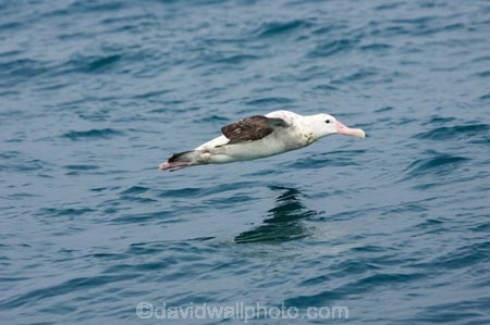 animal;animals;aquatic-bird;aquatic-birds;beak;beaks;bill;bills;bird;bird-watching;bird_watching;birds;coast;coastal;coasts;Diomedea;Diomedea-gibsoni;eco-tourism;eco_tourism;ecotourism;feather;feathers;Gibsons-Albatross;Gibsons-Albatrosses;Gibsons-Albatross;Gibsons-Albatrosses;kaikoura;marine;marine-bird;marine-birds;marinebird;marinebirds;marlborough;natural-history;nature;new-zealand;ocean;oceans;ornithology;pacific-ocean;sea;sea-bird;sea-birds;seabird;seabirds;shores;south-island;Wandering-Albatross;Wandering-Albatrosses;water-bird;water-birds;waterbird;waterbirds;wildlife