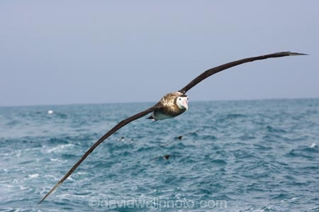 animal;animals;aquatic-bird;aquatic-birds;beak;beaks;bill;bills;bird;bird-watching;bird_watching;birds;coast;coastal;coasts;Diomedea;eco-tourism;eco_tourism;ecotourism;feather;feathers;juvenile;juveniles;kaikoura;marine;marine-bird;marine-birds;marinebird;marinebirds;marlborough;natural-history;nature;new-zealand;ocean;oceans;ornithology;pacific-ocean;sea;sea-bird;sea-birds;seabird;seabirds;shores;south-island;Wandering-Albatross;Wandering-Albatrosses;water-bird;water-birds;waterbird;waterbirds;wildlife
