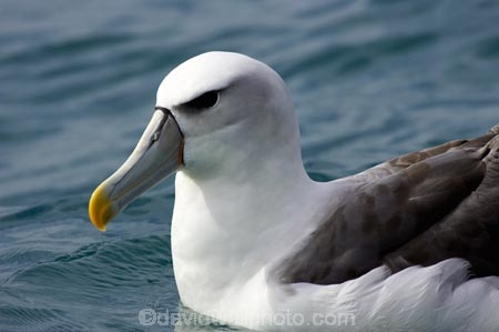 animal;animals;aquatic-bird;aquatic-birds;beak;beaks;bill;bills;bird;bird-watching;bird_watching;birds;coast;coastal;coasts;Diomedea-steadi;eco-tourism;eco_tourism;ecotourism;feather;feathers;kaikoura;marine;marine-bird;marine-birds;marinebird;marinebirds;marlborough;natural-history;nature;new-zealand;New-Zealand-White_capped-Mollym;New-Zealand-White_capped-Mollym;ocean;oceans;ornithology;pacific-ocean;sea;sea-bird;sea-birds;seabird;seabirds;shores;Shy-Albatross;Shy-Albatrosses;south-island;Thalassarche-steadi;water-bird;water-birds;waterbird;waterbirds;White_capped-Mollymawk;White_capped-Mollymawks;wildlife