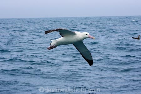 animal;animals;aquatic-bird;aquatic-birds;beak;beaks;bill;bills;bird;bird-watching;bird_watching;birds;coast;coastal;coasts;Diomedea;Diomedea-gibsoni;eco-tourism;eco_tourism;ecotourism;feather;feathers;Gibsons-Albatross;Gibsons-Albatrosses;Gibsons-Albatross;Gibsons-Albatrosses;kaikoura;marine;marine-bird;marine-birds;marinebird;marinebirds;marlborough;natural-history;nature;new-zealand;ocean;oceans;ornithology;pacific-ocean;sea;sea-bird;sea-birds;seabird;seabirds;shores;south-island;Wandering-Albatross;Wandering-Albatrosses;water-bird;water-birds;waterbird;waterbirds;wildlife