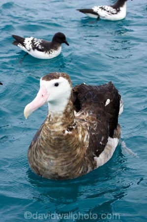 animal;animals;aquatic-bird;aquatic-birds;beak;beaks;bill;bills;bird;bird-watching;bird_watching;birds;coast;coastal;coasts;Diomedea;eco-tourism;eco_tourism;ecotourism;feather;feathers;juvenile;juveniles;kaikoura;marine;marine-bird;marine-birds;marinebird;marinebirds;marlborough;natural-history;nature;new-zealand;ocean;oceans;ornithology;pacific-ocean;sea;sea-bird;sea-birds;seabird;seabirds;shores;south-island;Wandering-Albatross;Wandering-Albatrosses;water-bird;water-birds;waterbird;waterbirds;wildlife
