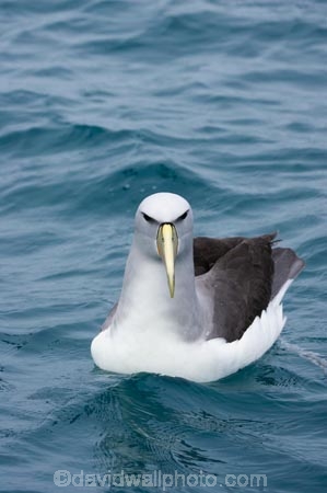 albatross;albatrosses;animal;animals;aquatic-bird;aquatic-birds;beak;beaks;bill;bills;bird;bird-watching;bird_watching;birds;coast;coastal;coasts;diomedea-cauta;diomedea-cauta-salvini;eco-tourism;eco_tourism;ecotourism;feather;feathers;kaikoura;marine;marine-bird;marine-birds;marinebird;marinebirds;marlborough;mollymawk;mollymawks;natural-history;nature;new-zealand;ocean;oceans;ornithology;pacific-ocean;salvins-albatross;salvins-albatrosses;salvins-mollymawk;salvins-mollymawks;salvini;salvins-albatross;salvins-albatrosses;salvins-mollymawk;salvins-mollymawks;sea;sea-bird;sea-birds;seabird;seabirds;shores;shy-albatross;shy-albatrosses;shy-mollymawk;shy-mollymawks;south-island;Thalassarche-cauta-salvini;Thalassarche-cauta-salvini;water-bird;water-birds;waterbird;waterbirds;wildlife
