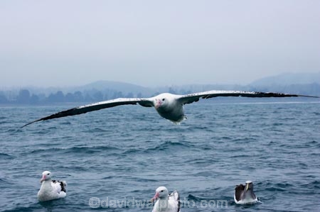 animal;animals;aquatic-bird;aquatic-birds;beak;beaks;bill;bills;bird;bird-watching;bird_watching;birds;coast;coastal;coasts;Diomedea;Diomedea-gibsoni;eco-tourism;eco_tourism;ecotourism;feather;feathers;Gibsons-Albatross;Gibsons-Albatrosses;Gibsons-Albatross;Gibsons-Albatrosses;kaikoura;marine;marine-bird;marine-birds;marinebird;marinebirds;marlborough;natural-history;nature;new-zealand;ocean;oceans;ornithology;pacific-ocean;sea;sea-bird;sea-birds;seabird;seabirds;shores;south-island;Wandering-Albatross;Wandering-Albatrosses;water-bird;water-birds;waterbird;waterbirds;wildlife