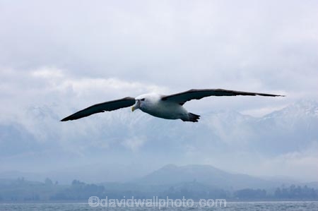 animal;animals;aquatic-bird;aquatic-birds;beak;beaks;bill;bills;bird;bird-watching;bird_watching;birds;coast;coastal;coasts;Diomedea-steadi;eco-tourism;eco_tourism;ecotourism;feather;feathers;kaikoura;marine;marine-bird;marine-birds;marinebird;marinebirds;marlborough;natural-history;nature;new-zealand;New-Zealand-White_capped-Mollym;New-Zealand-White_capped-Mollym;ocean;oceans;ornithology;pacific-ocean;sea;sea-bird;sea-birds;seabird;seabirds;shores;Shy-Albatross;Shy-Albatrosses;south-island;Thalassarche-steadi;water-bird;water-birds;waterbird;waterbirds;White_capped-Mollymawk;White_capped-Mollymawks;wildlife