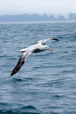 animal;animals;aquatic-bird;aquatic-birds;beak;beaks;bill;bills;bird;bird-watching;bird_watching;birds;coast;coastal;coasts;Diomedea;Diomedea-gibsoni;eco-tourism;eco_tourism;ecotourism;feather;feathers;Gibsons-Albatross;Gibsons-Albatrosses;Gibsons-Albatross;Gibsons-Albatrosses;kaikoura;marine;marine-bird;marine-birds;marinebird;marinebirds;marlborough;natural-history;nature;new-zealand;ocean;oceans;ornithology;pacific-ocean;sea;sea-bird;sea-birds;seabird;seabirds;shores;south-island;Wandering-Albatross;Wandering-Albatrosses;water-bird;water-birds;waterbird;waterbirds;wildlife