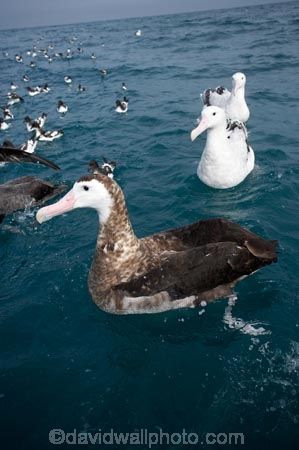 animal;animals;aquatic-bird;aquatic-birds;beak;beaks;bill;bills;bird;bird-watching;bird_watching;birds;coast;coastal;coasts;Diomedea;eco-tourism;eco_tourism;ecotourism;feather;feathers;juvenile;juveniles;kaikoura;marine;marine-bird;marine-birds;marinebird;marinebirds;marlborough;natural-history;nature;new-zealand;ocean;oceans;ornithology;pacific-ocean;sea;sea-bird;sea-birds;seabird;seabirds;shores;south-island;Wandering-Albatross;Wandering-Albatrosses;water-bird;water-birds;waterbird;waterbirds;wildlife