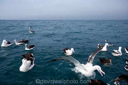 animal;animals;aquatic-bird;aquatic-birds;beak;beaks;bill;bills;bird;bird-watching;bird_watching;birds;coast;coastal;coasts;Diomedea;Diomedea-gibsoni;eco-tourism;eco_tourism;ecotourism;feather;feathers;Gibsons-Albatross;Gibsons-Albatrosses;Gibsons-Albatross;Gibsons-Albatrosses;kaikoura;marine;marine-bird;marine-birds;marinebird;marinebirds;marlborough;natural-history;nature;new-zealand;ocean;oceans;ornithology;pacific-ocean;sea;sea-bird;sea-birds;seabird;seabirds;shores;south-island;Wandering-Albatross;Wandering-Albatrosses;water-bird;water-birds;waterbird;waterbirds;wildlife