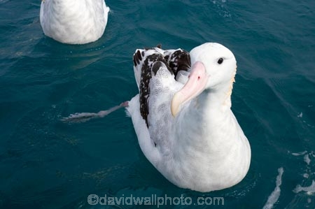 animal;animals;aquatic-bird;aquatic-birds;beak;beaks;bill;bills;bird;bird-watching;bird_watching;birds;coast;coastal;coasts;Diomedea;Diomedea-gibsoni;eco-tourism;eco_tourism;ecotourism;feather;feathers;Gibsons-Albatross;Gibsons-Albatrosses;Gibsons-Albatross;Gibsons-Albatrosses;kaikoura;marine;marine-bird;marine-birds;marinebird;marinebirds;marlborough;natural-history;nature;new-zealand;ocean;oceans;ornithology;pacific-ocean;sea;sea-bird;sea-birds;seabird;seabirds;shores;south-island;Wandering-Albatross;Wandering-Albatrosses;water-bird;water-birds;waterbird;waterbirds;wildlife