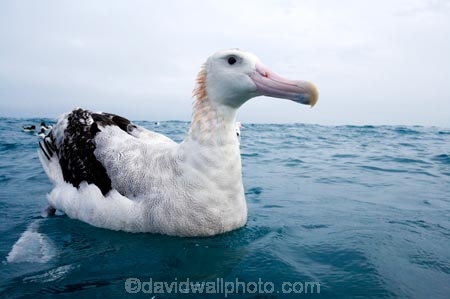 animal;animals;aquatic-bird;aquatic-birds;beak;beaks;bill;bills;bird;bird-watching;bird_watching;birds;coast;coastal;coasts;Diomedea;Diomedea-gibsoni;eco-tourism;eco_tourism;ecotourism;feather;feathers;Gibsons-Albatross;Gibsons-Albatrosses;Gibsons-Albatross;Gibsons-Albatrosses;kaikoura;marine;marine-bird;marine-birds;marinebird;marinebirds;marlborough;natural-history;nature;new-zealand;ocean;oceans;ornithology;pacific-ocean;sea;sea-bird;sea-birds;seabird;seabirds;shores;south-island;Wandering-Albatross;Wandering-Albatrosses;water-bird;water-birds;waterbird;waterbirds;wildlife