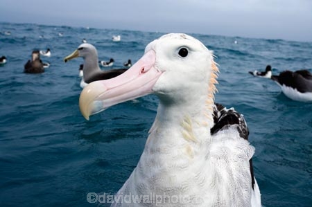 animal;animals;aquatic-bird;aquatic-birds;beak;beaks;bill;bills;bird;bird-watching;bird_watching;birds;coast;coastal;coasts;Diomedea;Diomedea-gibsoni;eco-tourism;eco_tourism;ecotourism;feather;feathers;Gibsons-Albatross;Gibsons-Albatrosses;Gibsons-Albatross;Gibsons-Albatrosses;kaikoura;marine;marine-bird;marine-birds;marinebird;marinebirds;marlborough;natural-history;nature;new-zealand;ocean;oceans;ornithology;pacific-ocean;sea;sea-bird;sea-birds;seabird;seabirds;shores;south-island;Wandering-Albatross;Wandering-Albatrosses;water-bird;water-birds;waterbird;waterbirds;wildlife