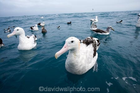 animal;animals;aquatic-bird;aquatic-birds;beak;beaks;bill;bills;bird;bird-watching;bird_watching;birds;coast;coastal;coasts;Diomedea;Diomedea-gibsoni;eco-tourism;eco_tourism;ecotourism;feather;feathers;Gibsons-Albatross;Gibsons-Albatrosses;Gibsons-Albatross;Gibsons-Albatrosses;kaikoura;marine;marine-bird;marine-birds;marinebird;marinebirds;marlborough;natural-history;nature;new-zealand;ocean;oceans;ornithology;pacific-ocean;sea;sea-bird;sea-birds;seabird;seabirds;shores;south-island;Wandering-Albatross;Wandering-Albatrosses;water-bird;water-birds;waterbird;waterbirds;wildlife