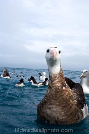 animal;animals;aquatic-bird;aquatic-birds;beak;beaks;bill;bills;bird;bird-watching;bird_watching;birds;coast;coastal;coasts;Diomedea;eco-tourism;eco_tourism;ecotourism;feather;feathers;juvenile;juveniles;kaikoura;marine;marine-bird;marine-birds;marinebird;marinebirds;marlborough;natural-history;nature;new-zealand;ocean;oceans;ornithology;pacific-ocean;sea;sea-bird;sea-birds;seabird;seabirds;shores;south-island;Wandering-Albatross;Wandering-Albatrosses;water-bird;water-birds;waterbird;waterbirds;wildlife