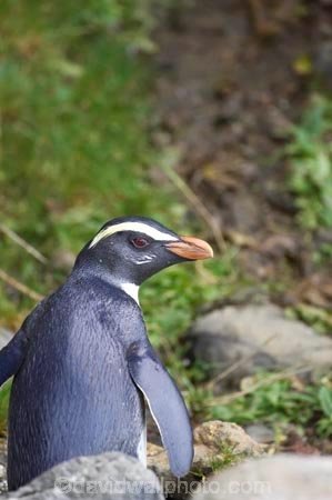 eco-tourism;eco-tourist;eco-tourists;eco_tourism;eco_tourist;eco_tourists;ecotourism;ecotourist;ecotourists;Eudyptes-pachyrhynchus;Fiordland-Crested-Penguin;Fiordland-Crested-Penguins;heritage-area;indigenous;N.Z.;native;New-Zealand;NZ;penguin;penguins;S.I.;SI;South-Island;Tawaki;te-wahi-pounamu;te-wahipounamu;te-wahipounamu-south_west-new-zealand-world-heritage-area;West-Coast;Westland;world-heirtage-site;world-heirtage-sites;world-heritage-area;world-heritage-areas