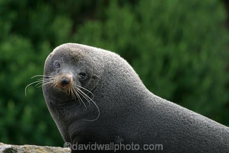 acquatic;animal;animals;Arctocephalus-forsteri;coastline;Dunedin;external-ears;fur;mammal;mammals;marine;N.Z.;native;natural-history;nature;New-Zealand;nz;ocean;Otago;Otago-Peninsula;pointy-nose;S.I.;sea;seal;seals;SI;snout;South-Is.;south-island;water;whiskers;wildife