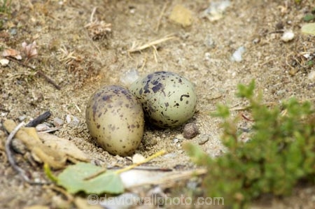 animal;animals;avian;bird;bird-watching;birds-eggs;bird_watching;birds;birds-eggs;Black_Fronted-Tern;camouflage;Central-Otago;eco-tourism;eco_tourism;ecotourism;egg;eggs;Fauna;Lake-Dunstan;N.Z.;native-wildlife;Natural;Nature;New-Zealand;New-Zealand-NZ;Ornithology;S.I.;SI;South-Is;South-island;Sterna-albostriata;wild;wildlife