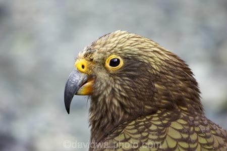adolescent;alpine-parrot;alpine-parrots;Animal;Animals;beak;beaks;bill;bird;birds;bite;bites;biting;cheeky;close_up;closeup;fauna;feather;feathers;Fiordland;head;indigenous;juvenile;Kea;keas;Milford-Road;N.Z.;native;native-wildlife;natives;natural;Nature;nestor-notabilis;New-Zealand;New-Zealand-Alpine-Parrot;New-Zealand-NZ;Ornithology;parrot;parrots;S.I.;SI;South-Is;South-island;South-West-New-Zealand-World-Heritage-Area;southern-alps;Te-Wahipounamu;Wild;wildlife