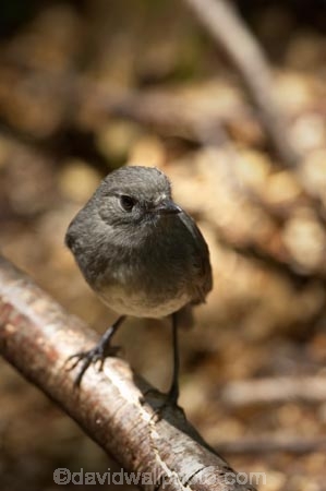 Animal;animals;avian;Beak;bird;bird-watching;bird_watching;birds;eco-tourism;eco_tourism;ecotourism;Fauna;Feather;forest;Greenstone-Valley;N.Z.;native-wildlife;Natural;Nature;New-Zealand-NZ;New-Zealand-Robin;Ornithology;Petroica-australis;robin;robins;S.I.;SI;South-Is;South-island;wild;wildlife;Wing