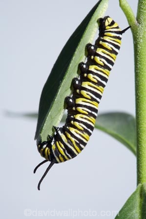 animal;animals;Asclepias;caterpillars;close_up;closeup;Danaus-plexippus;insect;insects;instar;invertebrate;larva;life-cycle;life_cycle;lifecycle;macro;metamorphosis;Milkweed;Monarch-Butterflies;Monarch-Butterfly;Monarch-Caterpillar;Swan-Plant