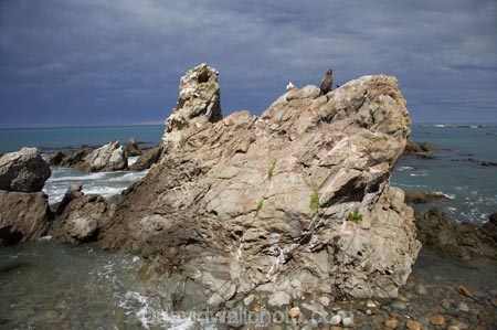 Arctocephalus-forsteri;coast;coastal;coastline;external-ears;fur;Fur-Seal;kaikoura;Kaikoura-Coast;mammal;mammals;marine;Marlborough;N.Z.;native;natural-history;nature;New-Zealand;New-Zealand-Fur-Seal;NZ;NZ-Fur-Seal;ocean;pointy-nose;S.I.;sea;seal;seals;SI;snout;South-Is.;South-Island;water;whiskers;wildife