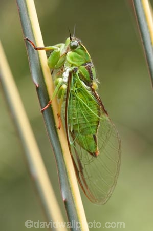 Amphipsalta;bug;bugs;chorus-cicada;cicada;Cicadidae;close-up;close-up-photo;close-up-photography;close_up;close_up-photo;close_up-photography;Hemiptera;insect;insects;Kikihia-subalpina;macro;macro-photography;Sub-Alpine-Green-Cicada;Sub_alpine-Green-Cicada;Subalpine-Green-Cicada;translucent;transparent;wing;wings