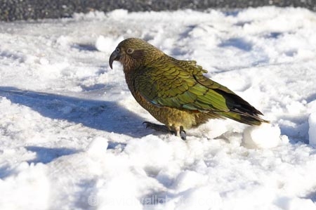alpine-parrot;alpine-parrots;Animal;Animals;bird;birds;cheeky;close_up;closeup;fauna;feather;feathers;Fiordland;head;indigenous;Kea;keas;N.Z.;native;native-wildlife;natives;natural;Nature;nestor-notabilis;New-Zealand;New-Zealand-Alpine-Parrot;New-Zealand-NZ;NZ;Ornithology;parrot;parrots;S.I.;SI;South-Is;South-island;southern-alps;West-Coast;Westland;Wild;wildlife