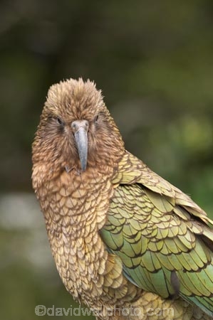 3137;alpine;alpine-parrot;alpine-parrots;Animal;Animals;beak;beaks;bill;bird;birds;cheeky;Closeup;close_up;crw;fauna;feather;feathers;fiordland;Fiordland-N.P;Fiordland-National-Park;Fiordland-NP;indigenous;island;kea;keas;milford;N.Z.;national;national-park;National-parks;native;native-wildlife;natives;natural;nature;nestor;nestor-notabilis;new;new-zealand;New-Zealand-Alpine-Parrot;New-Zealand-NZ;notabilis;NZ;ornithology;park;parrot;parrots;road;S.I.;SI;south;South-Is;South-Is.;South-Island;south-west-new-zealand-world-her;Southland;te-wahipounamu;te-wahipounamu-south_west-new;Wild;Wildlife;World-Heritage-Area;World-Heritage-Site;zealand