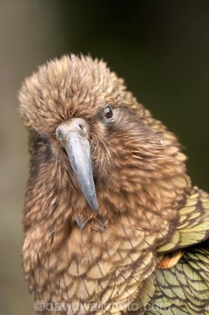3140;alpine;alpine-parrot;alpine-parrots;Animal;Animals;beak;beaks;bill;bird;birds;cheeky;Closeup;close_up;crw;fauna;feather;feathers;fiordland;Fiordland-N.P;Fiordland-National-Park;Fiordland-NP;indigenous;island;kea;keas;milford;N.Z.;national;national-park;National-parks;native;native-wildlife;natives;natural;nature;nestor;nestor-notabilis;new;new-zealand;New-Zealand-Alpine-Parrot;New-Zealand-NZ;notabilis;NZ;ornithology;park;parrot;parrots;road;S.I.;SI;south;South-Is;South-Is.;South-Island;south-west-new-zealand-world-her;Southland;te-wahipounamu;te-wahipounamu-south_west-new;Wild;Wildlife;World-Heritage-Area;World-Heritage-Site;zealand