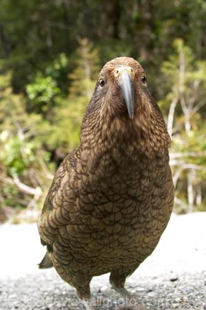 3158;alpine;alpine-parrot;alpine-parrots;Animal;Animals;beak;beaks;bill;bird;birds;cheeky;Closeup;close_up;crw;fauna;feather;feathers;fiordland;Fiordland-N.P;Fiordland-National-Park;Fiordland-NP;indigenous;island;kea;keas;milford;N.Z.;national;national-park;National-parks;native;native-wildlife;natives;natural;nature;nestor;nestor-notabilis;new;new-zealand;New-Zealand-Alpine-Parrot;New-Zealand-NZ;notabilis;NZ;ornithology;park;parrot;parrots;road;S.I.;SI;south;South-Is;South-Is.;South-Island;south-west-new-zealand-world-her;Southland;te-wahipounamu;te-wahipounamu-south_west-new;Wild;Wildlife;World-Heritage-Area;World-Heritage-Site;zealand